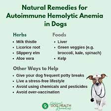 Autoimmune Hemolytic Anemia In Dogs Aiha A Dog Parent S Guide