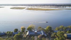 Image result for Grangea zambesiaca