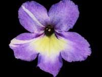 Image result for Streptocarpus sp.nov. aff. S. grandis