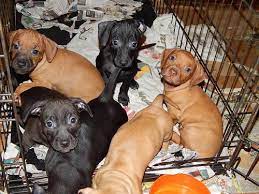 You get them with a registration certificate, a written health certificate from the vet and an extended pitbull terrier puppies adoption. Dachshund Pitbull Mix Puppies For Sale In Salem Oregon Classified Americanlisted Com