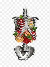 Large and detailed set of different organs. Human Skeleton Rib Cage Anatomy Skull Rib Cage Heart Christmas Decoration Png Pngegg