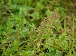 Image result for Ammannia aegyptiaca