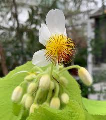 Image result for Sparrmannia