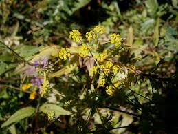 Bupleurum Flower Essence Best Flower Wallpaper