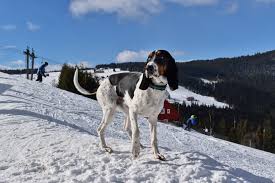 Image result for bernský honič