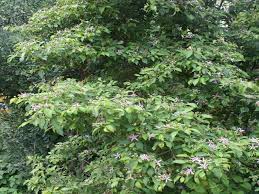 Image result for Grewia arborea