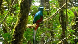 We did not find results for: Guide To Monteverde Cloud Forest Reserve In Costa Rica