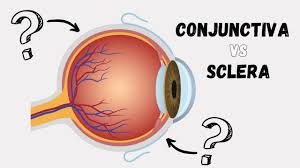 Image result for Sclera