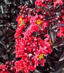 Image result for Lagerstroemia