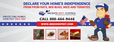 We provide fast and effective treatments for mice, rats, wasps, flies, cockroaches, fleas, bird control and we are also specialised in bed bugs. Bee Control Brezden Pest Control
