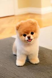 It's a lot funnier when you have a little ball of fur to watch roll in the sand. Really Cute Puppies Online Shopping