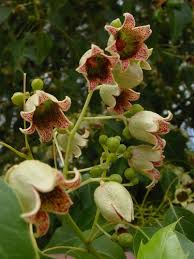 Image result for Brachychiton populneus