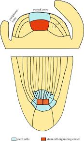 Check spelling or type a new query. Schematic Illustration Of Plant Stem Cell Organizing Centers Download Scientific Diagram
