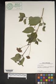 Image result for Lantana tiliifolia