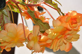 Check spelling or type a new query. Peach Color Flowers Photos Facebook