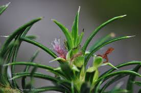 Image result for Cliffortia