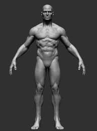 Male Anatomy 3d Model Cgstudio Human Anatomy Human Anatomy