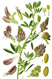 Image result for Medicago sativa