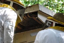 Learner support teacher in bc. Bees No Thank You Allsorts