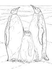 Coloring pages of cute penguins cute penguin on christmas coloring. Emperor Penguin Family Coloring Page Free Printable Coloring Pages Family Coloring Pages Penguin Coloring Penguin Coloring Pages