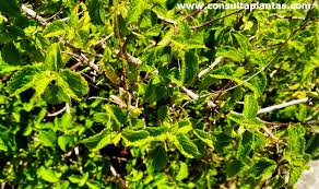 Image result for Ocimum labiatum