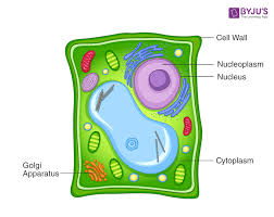 Why Is Endocytosis Found In Animal Cell Only? - Quora