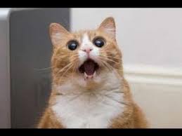Funny Cat Videos Part 4 Jpg 480 360 Crazy Cats Cat Gif Cats