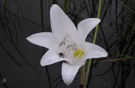 Image result for Crinum rautanenianum