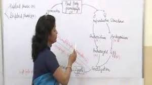 Check spelling or type a new query. Alternation Of Generation In Bryophytes Lecture Bsc Botany By Dr Ruby Singh Parmar I Guru Kpo Youtube