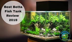 .hammock fish plant betta plant leaf pad for betta fish, tropical fish aquariums & saltwater fish aq. Best Betta Fish Tanks Top 10 Reviewed With Pros Cons
