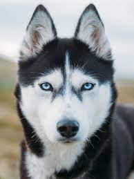  I Quit My Job To Go On Adventures With My Husky Siberian Husky Dog Beautiful Dogs Husky Dogs