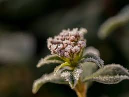 Der olivenbaum (olea europaea) eignet sich gut für die kultur im kübel, wenn er frostfrei überwintert wird. Olivenbaum Uberwintern 5 Pflegeregeln Fur Die Uberwinterung