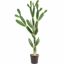 We did not find results for: China 155cm Artificial Bungalow Prickly Cactus Plant For Indoor And Outdoor Ornament China Artificial Plant And Artificial Cactus Price