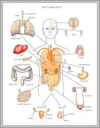 Studious Human Body Organ Chart Parts Of Human Body