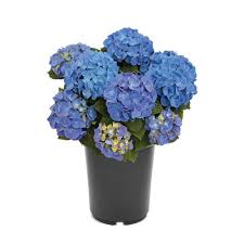 Image result for Hydrangea macrophylla bela obrázek