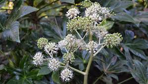 Image result for Alafia orientalis