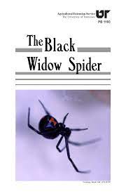 Giant black widow spider cr 3. Https Extension Tennessee Edu Publications Documents Pb1193 Pdf