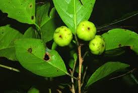 Image result for Heywoodia