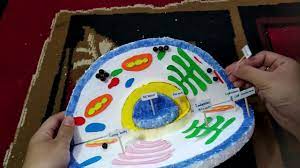 Sel hewan dan sel tumbuhan dari plastisin. Cara Membuat Model Sel Hewan Youtube