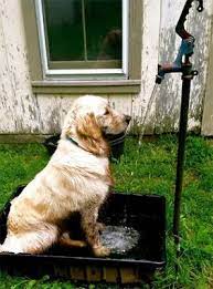 12 Fab Outdoor Shower Ideas Outdoor Dog Dog Bath Dog Wash