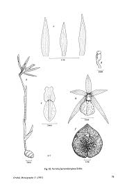 Image result for Nervilia adolphi