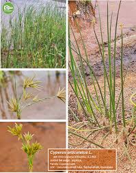 Image result for Cyperus cuspidatus
