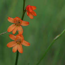 Image result for Tritonia