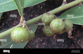 Image result for Euclea natalensis