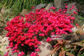 Image result for Lampranthus spp.
