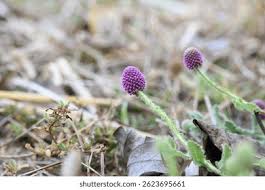 Image result for Sphaeranthus peduncularis