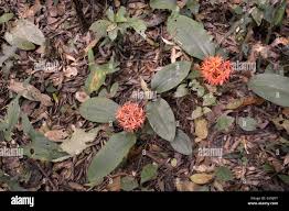Image result for Scadoxus cinnabarinus