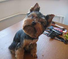 Pin On For Our Four Legg Ed Or Less Friends