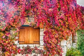 This climbing plant attaches itself to walls, trellises or tree trunks using small rootlets in the vines. Climbing Plants For Walls And Fences Plants For A Purpose Thompson Morgan