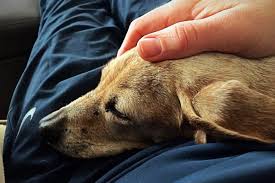 We did not find results for: Abschied Fur Immer Was Hilft Beim Tod Des Haustieres